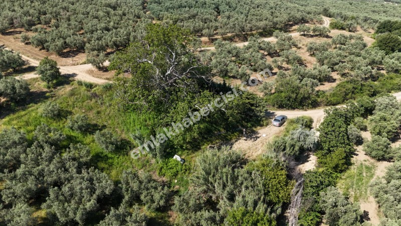EMLAK HABERCİSİ 'NDEN MUDANYA YALIÇİFTLİK TAPULU, İKİ RESMİ YOLU OLAN, ASFALTA 500 METRE  FULL DENİZ ARAZİ