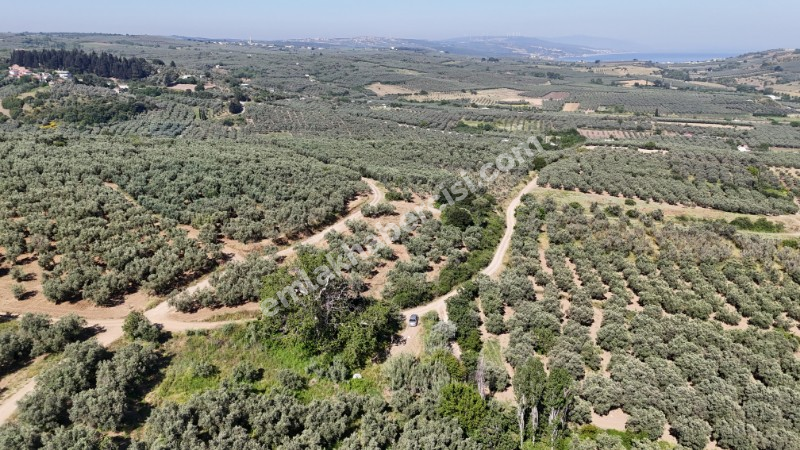 EMLAK HABERCİSİ 'NDEN MUDANYA YALIÇİFTLİK TAPULU, İKİ RESMİ YOLU OLAN, ASFALTA 500 METRE  FULL DENİZ ARAZİ