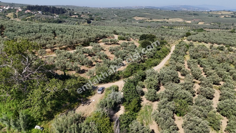 EMLAK HABERCİSİ 'NDEN MUDANYA YALIÇİFTLİK TAPULU, İKİ RESMİ YOLU OLAN, ASFALTA 500 METRE  FULL DENİZ ARAZİ