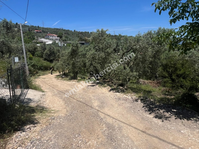 EMLAK HABERCİSİ 'NDEN MUDANYA KUMYAKA MERKEZDE, ANA ASFALTA CEPHE, DENİZ MANZARALI SATILIK 3.700 M2 ARAZİ