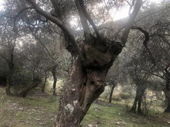 Antre Emlak'tan Satılık Bayındır Sarıyurt Başdeğirmen Mevkiinde 565 M2 Zeytinlik