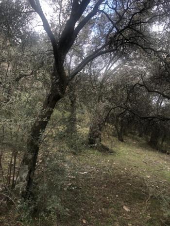 Antre Emlak'tan Satılık Bayındır Sarıyurt Başdeğirmen Mevkiinde 565 M2 Zeytinlik