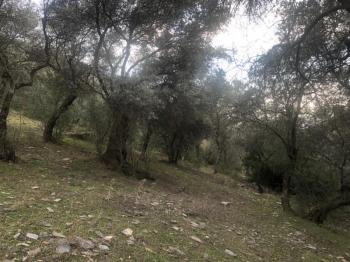 Antre Emlak'tan Satılık Bayındır Sarıyurt Başdeğirmen Mevkiinde 565 M2 Zeytinlik