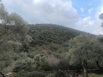 Antre Emlak'tan Satılık Bayındır Sarıyurt Başdeğirmen Mevkiinde 565 M2 Zeytinlik