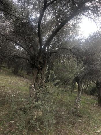 Antre Emlak'tan Satılık Bayındır Sarıyurt Başdeğirmen Mevkiinde 565 M2 Zeytinlik