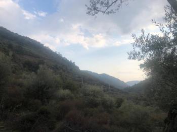 Antre Emlak'tan Satılık Bayındır Sarıyurt Başdeğirmen Mevkiinde 565 M2 Zeytinlik