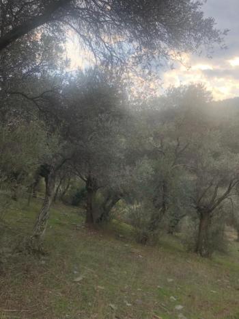 Antre Emlak'tan Satılık Bayındır Sarıyurt Başdeğirmen Mevkiinde 565 M2 Zeytinlik