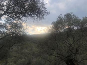 Antre Emlak'tan Satılık Bayındır Sarıyurt Başdeğirmen Mevkiinde 565 M2 Zeytinlik