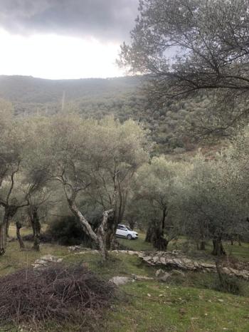 Antre Emlak'tan Satılık Bayındır Sarıyurt Başdeğirmen Mevkiinde 565 M2 Zeytinlik