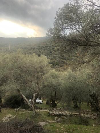 Antre Emlak'tan Satılık Bayındır Sarıyurt Başdeğirmen Mevkiinde 565 M2 Zeytinlik