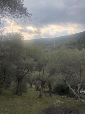 Antre Emlak'tan Satılık Bayındır Sarıyurt Başdeğirmen Mevkiinde 565 M2 Zeytinlik