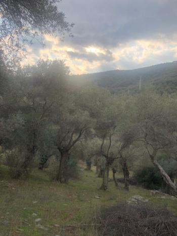 Antre Emlak'tan Satılık Bayındır Sarıyurt Başdeğirmen Mevkiinde 565 M2 Zeytinlik