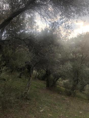 Antre Emlak'tan Satılık Bayındır Sarıyurt Başdeğirmen Mevkiinde 565 M2 Zeytinlik