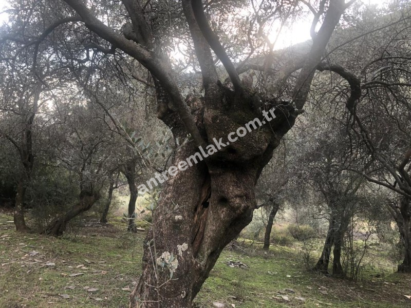 Antre Emlak'tan Satılık Bayındır Sarıyurt Başdeğirmen Mevkiinde 565 M2 Zeytinlik