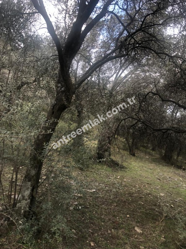 Antre Emlak'tan Satılık Bayındır Sarıyurt Başdeğirmen Mevkiinde 565 M2 Zeytinlik