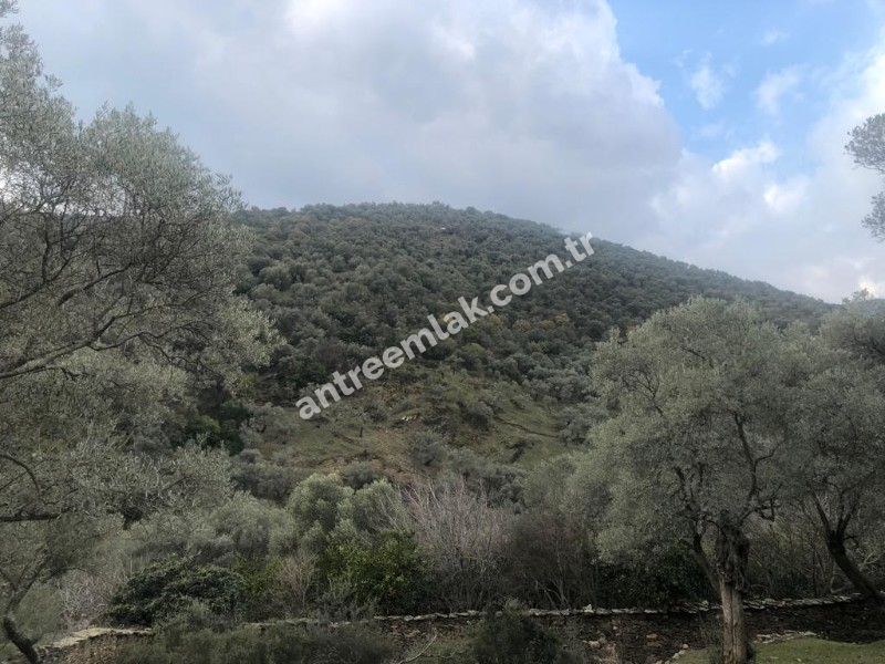 Antre Emlak'tan Satılık Bayındır Sarıyurt Başdeğirmen Mevkiinde 565 M2 Zeytinlik