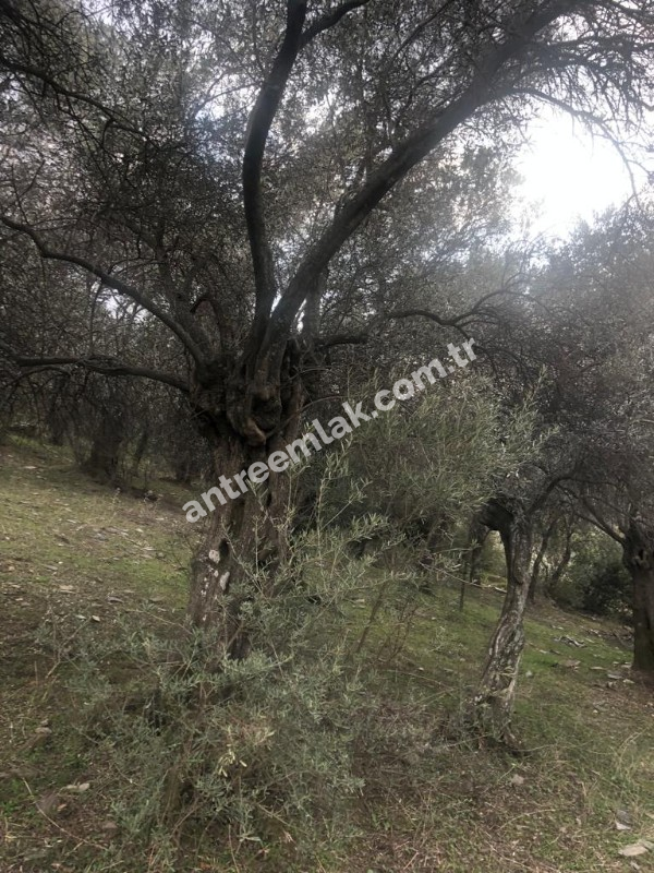 Antre Emlak'tan Satılık Bayındır Sarıyurt Başdeğirmen Mevkiinde 565 M2 Zeytinlik