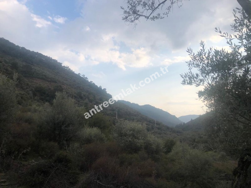 Antre Emlak'tan Satılık Bayındır Sarıyurt Başdeğirmen Mevkiinde 565 M2 Zeytinlik