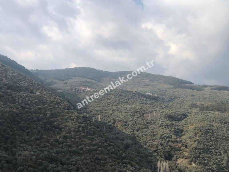 Antre Emlak'tan Satılık Bayındır Sarıyurt Başdeğirmen Mevkiinde 565 M2 Zeytinlik