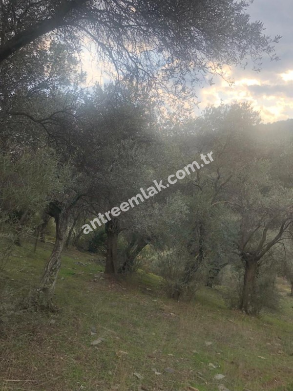 Antre Emlak'tan Satılık Bayındır Sarıyurt Başdeğirmen Mevkiinde 565 M2 Zeytinlik