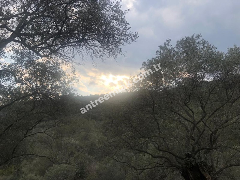 Antre Emlak'tan Satılık Bayındır Sarıyurt Başdeğirmen Mevkiinde 565 M2 Zeytinlik