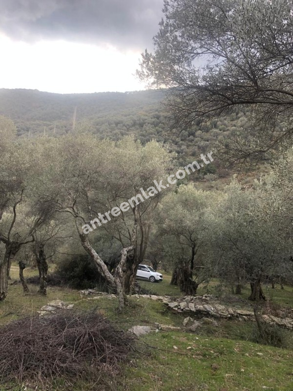 Antre Emlak'tan Satılık Bayındır Sarıyurt Başdeğirmen Mevkiinde 565 M2 Zeytinlik