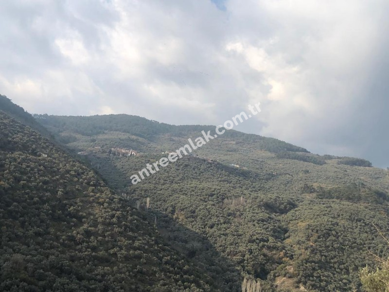 Antre Emlak'tan Satılık Bayındır Sarıyurt Başdeğirmen Mevkiinde 565 M2 Zeytinlik
