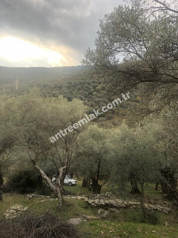 Antre Emlak'tan Satılık Bayındır Sarıyurt Başdeğirmen Mevkiinde 565 M2 Zeytinlik