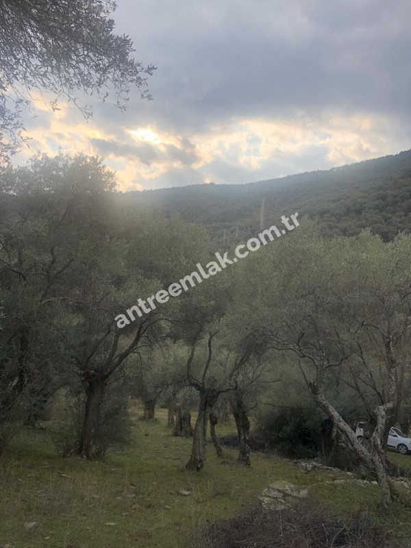 Antre Emlak'tan Satılık Bayındır Sarıyurt Başdeğirmen Mevkiinde 565 M2 Zeytinlik
