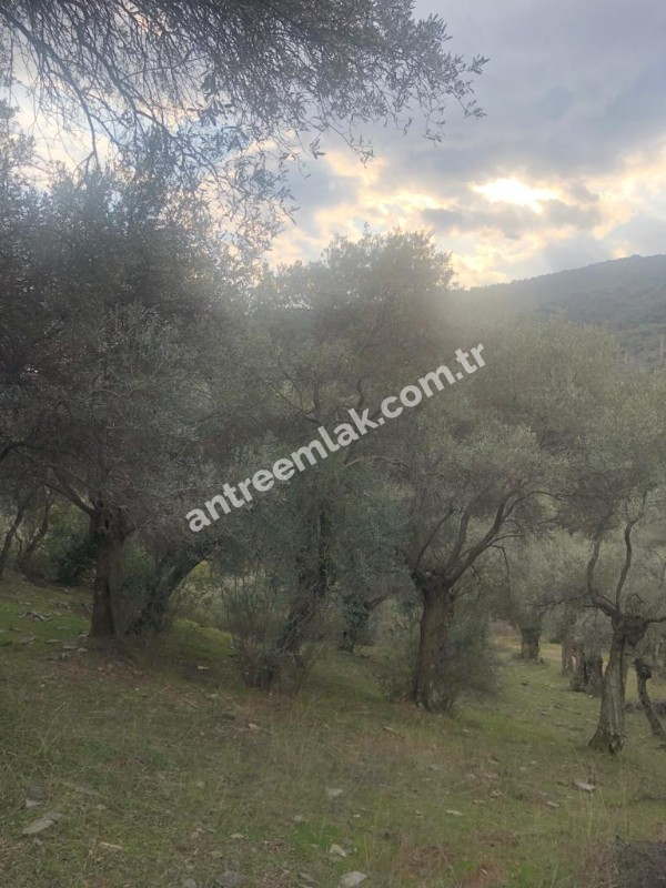 Antre Emlak'tan Satılık Bayındır Sarıyurt Başdeğirmen Mevkiinde 565 M2 Zeytinlik