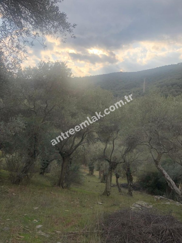 Antre Emlak'tan Satılık Bayındır Sarıyurt Başdeğirmen Mevkiinde 565 M2 Zeytinlik