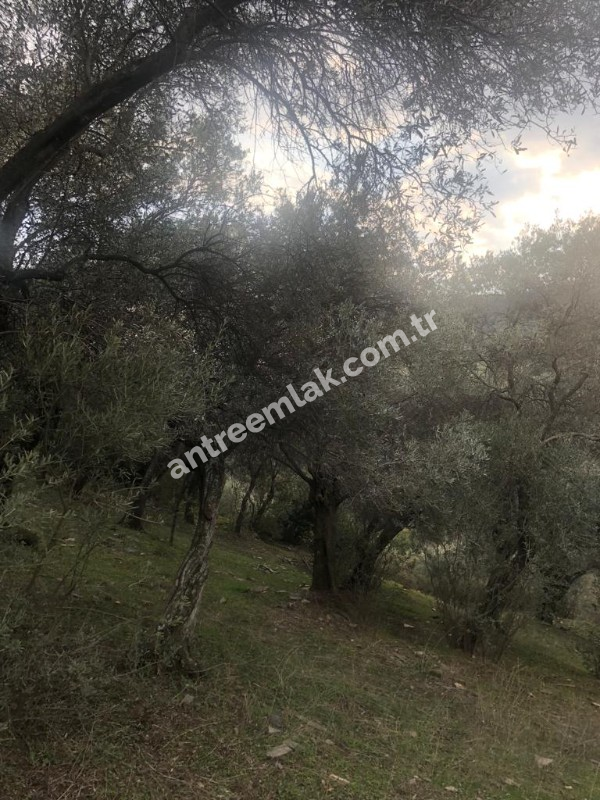 Antre Emlak'tan Satılık Bayındır Sarıyurt Başdeğirmen Mevkiinde 565 M2 Zeytinlik