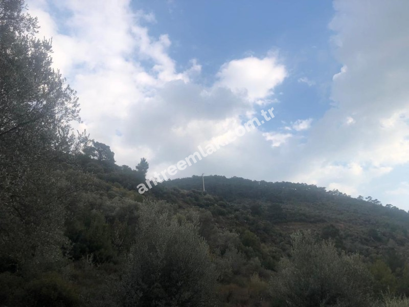 Antre Emlak'tan Satılık Bayındır Sarıyurt Başdeğirmen Mevkiinde 565 M2 Zeytinlik