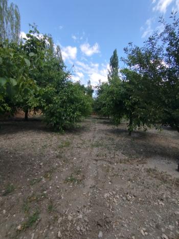 GÜVENAY – ÇORUM KILIÇÖREN KÖYÜ – 1029 M² TEK TAPU SATILIK BAHÇE