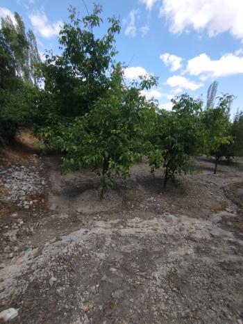 GÜVENAY – ÇORUM KILIÇÖREN KÖYÜ – 1029 M² TEK TAPU SATILIK BAHÇE