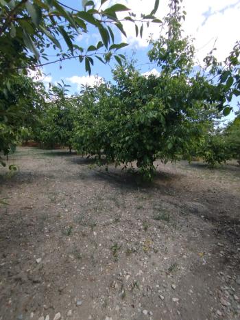 GÜVENAY – ÇORUM KILIÇÖREN KÖYÜ – 1029 M² TEK TAPU SATILIK BAHÇE