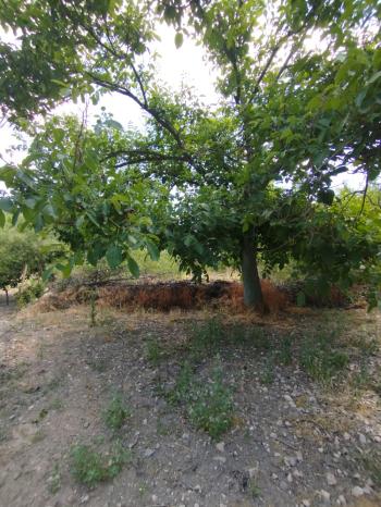 GÜVENAY – ÇORUM KILIÇÖREN KÖYÜ – 1029 M² TEK TAPU SATILIK BAHÇE