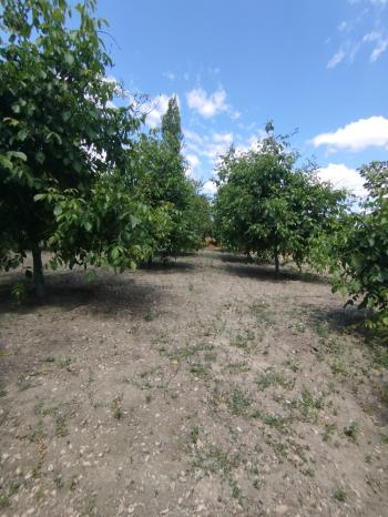 GÜVENAY – ÇORUM KILIÇÖREN KÖYÜ – 1029 M² TEK TAPU SATILIK BAHÇE