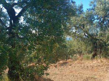 EMLAK HABERCİSİ 'NDEN MUDANYA TALATBEY TAPULU DENİZ MANZARALI TİRİLYE'YE 1 KM MESAFEDE SATILIK 3 DÖNÜM ZEYTİNLİK