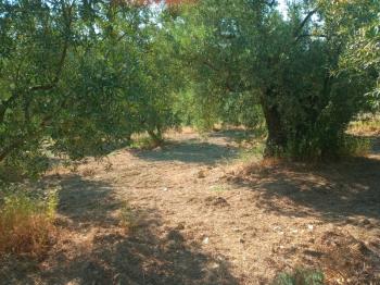 EMLAK HABERCİSİ 'NDEN MUDANYA TALATBEY TAPULU DENİZ MANZARALI TİRİLYE'YE 1 KM MESAFEDE SATILIK 3 DÖNÜM ZEYTİNLİK