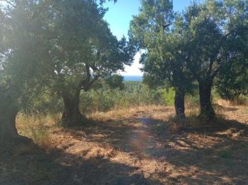 EMLAK HABERCİSİ 'NDEN MUDANYA TALATBEY TAPULU DENİZ MANZARALI TİRİLYE'YE 1 KM MESAFEDE SATILIK 3 DÖNÜM ZEYTİNLİK