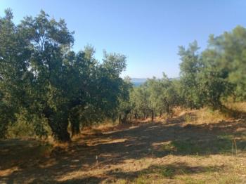 EMLAK HABERCİSİ 'NDEN MUDANYA TALATBEY TAPULU DENİZ MANZARALI TİRİLYE'YE 1 KM MESAFEDE SATILIK 3 DÖNÜM ZEYTİNLİK
