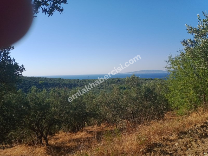 EMLAK HABERCİSİ 'NDEN MUDANYA TALATBEY TAPULU DENİZ MANZARALI TİRİLYE'YE 1 KM MESAFEDE SATILIK 3 DÖNÜM ZEYTİNLİK