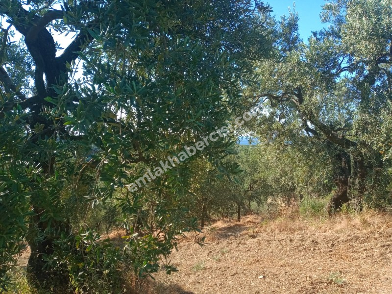 EMLAK HABERCİSİ 'NDEN MUDANYA TALATBEY TAPULU DENİZ MANZARALI TİRİLYE'YE 1 KM MESAFEDE SATILIK 3 DÖNÜM ZEYTİNLİK