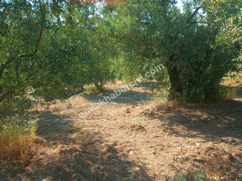 EMLAK HABERCİSİ 'NDEN MUDANYA TALATBEY TAPULU DENİZ MANZARALI TİRİLYE'YE 1 KM MESAFEDE SATILIK 3 DÖNÜM ZEYTİNLİK