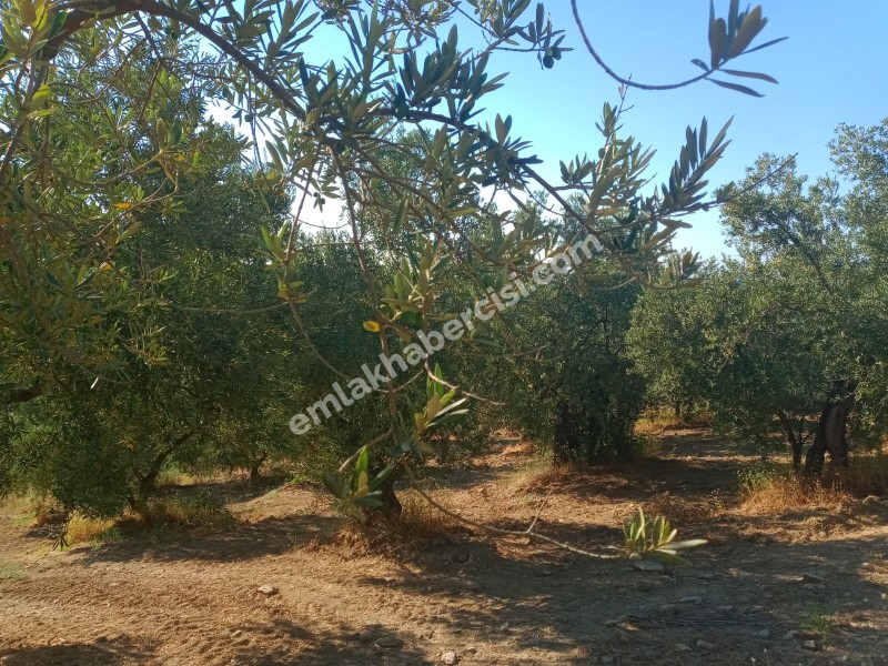 EMLAK HABERCİSİ 'NDEN MUDANYA TALATBEY TAPULU DENİZ MANZARALI TİRİLYE'YE 1 KM MESAFEDE SATILIK 3 DÖNÜM ZEYTİNLİK