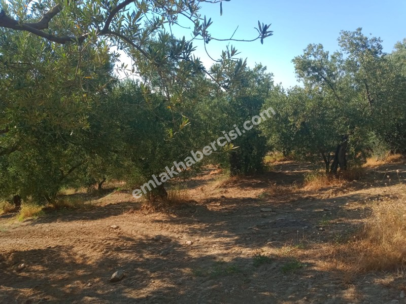 EMLAK HABERCİSİ 'NDEN MUDANYA TALATBEY TAPULU DENİZ MANZARALI TİRİLYE'YE 1 KM MESAFEDE SATILIK 3 DÖNÜM ZEYTİNLİK