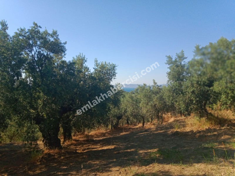 EMLAK HABERCİSİ 'NDEN MUDANYA TALATBEY TAPULU DENİZ MANZARALI TİRİLYE'YE 1 KM MESAFEDE SATILIK 3 DÖNÜM ZEYTİNLİK