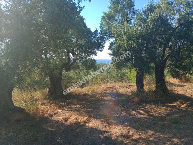EMLAK HABERCİSİ 'NDEN MUDANYA TALATBEY TAPULU DENİZ MANZARALI TİRİLYE'YE 1 KM MESAFEDE SATILIK 3 DÖNÜM ZEYTİNLİK