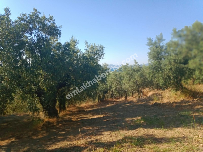 EMLAK HABERCİSİ 'NDEN MUDANYA TALATBEY TAPULU DENİZ MANZARALI TİRİLYE'YE 1 KM MESAFEDE SATILIK 3 DÖNÜM ZEYTİNLİK